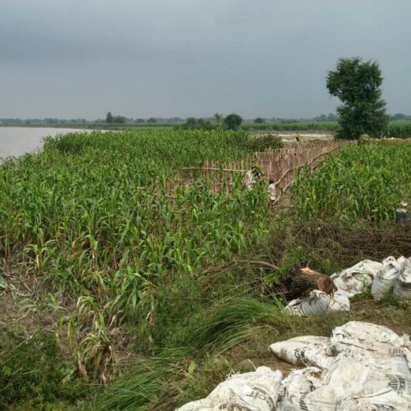 यमुना नदी के जलस्तर में वृद्धि से खेतों…