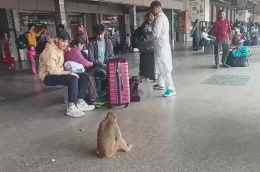 मथुरा जंक्शन रेलवे स्टेशन पर बंदरों का बढ़ रहा आतंक