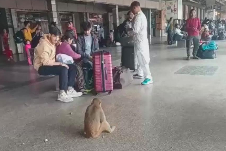 मथुरा जंक्शन रेलवे स्टेशन पर बंदरों का बढ़ रहा आतंक