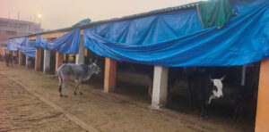 गौशालाओं में प्रशासन ने किये पुख्ता इंतजाम