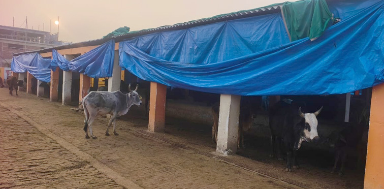 गौशालाओं में प्रशासन ने किये पुख्ता इंतजाम