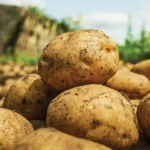 मौसम बदला, फसलों पर मंडराया खतरा