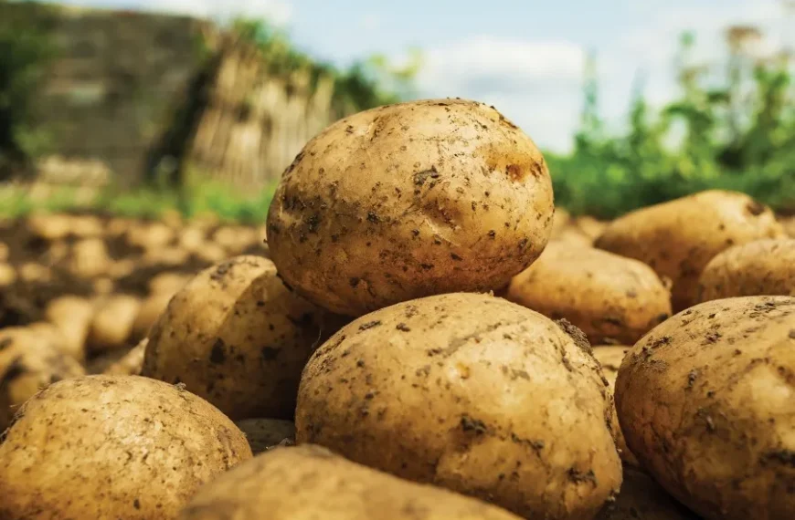 मौसम बदला, फसलों पर मंडराया खतरा