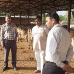गौशालाओं में गौवंशों के भरण-पोषण के लिए किया औचक निरीक्षण